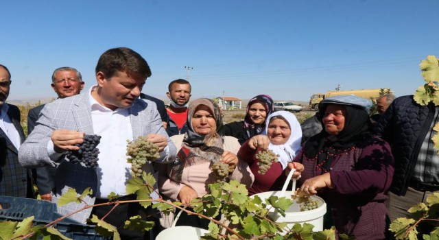 Festivalle Bozulan Bağlardaki Üzümler Pekmeze Dönüştü