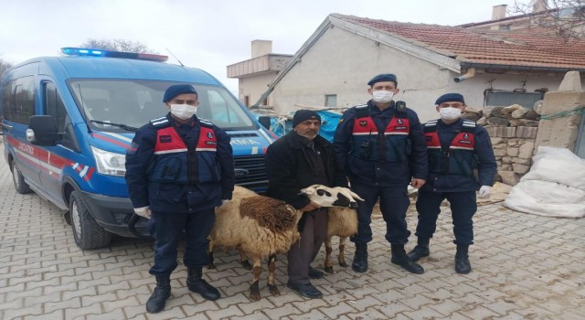 Koyun Hırsızlarını JASAT Yakaladı