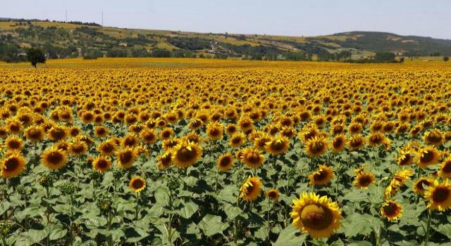 Ayçiçeği Üreticisini Çayır Tırtılı Korkusu Sardı