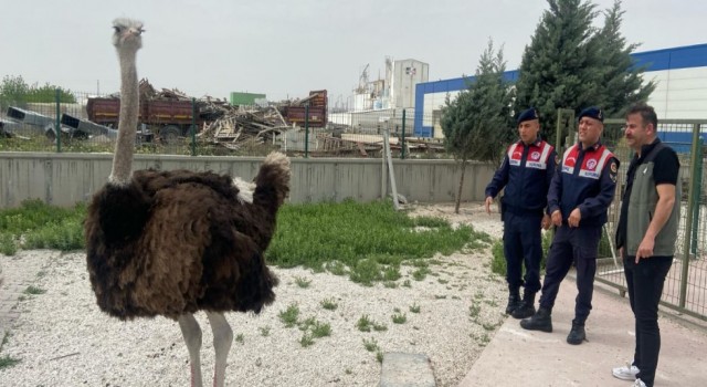 OSB’de Yasadışı Hayvan Bulunduran İşletmeye Ceza