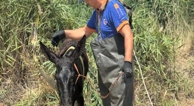 Kanala Düşen Eşeği AFAD Kurtardı