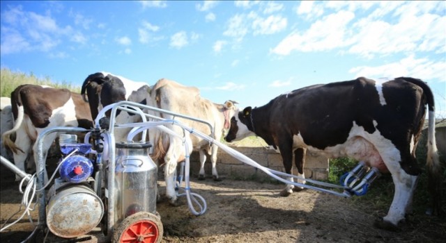 Üreticiler “Bir Litre Süt Sudan Ucuz”