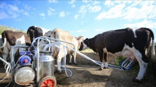 Üreticiler “Bir Litre Süt Sudan Ucuz”